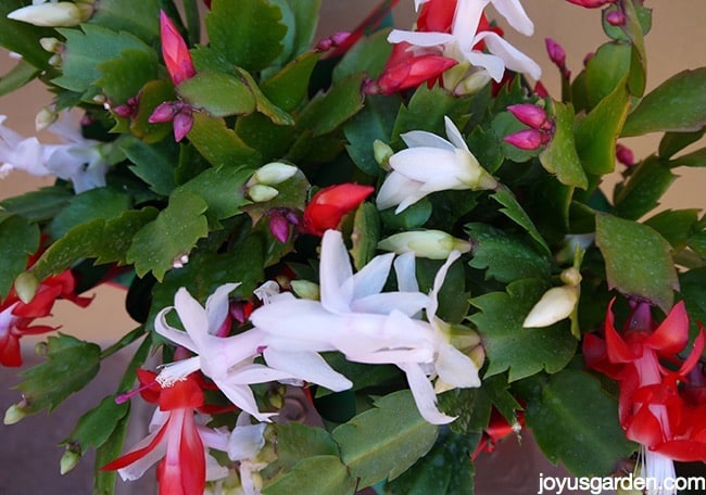 How To Care For A Christmas Cactus In Arizona