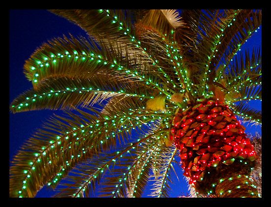 Desert Christmas Tree Pictures