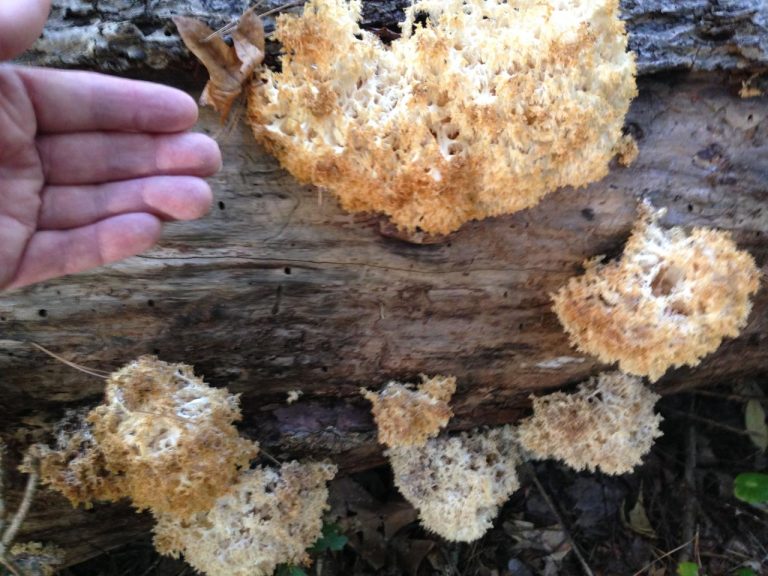 How To Cook Crown Tipped Coral Mushroom