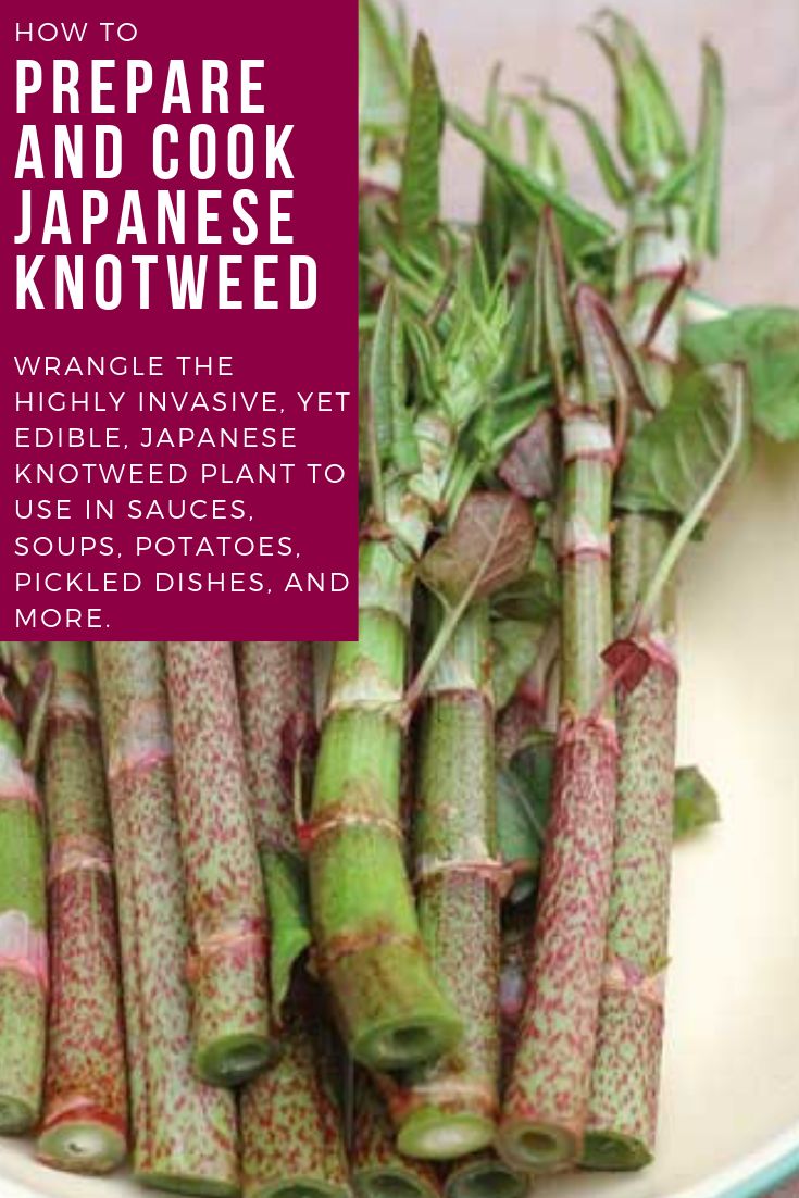 How To Cook Japanese Knotweed