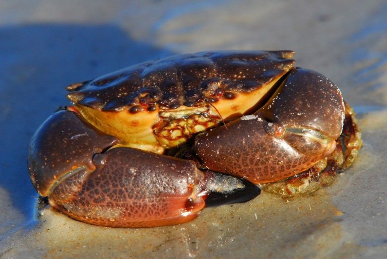 How To Cook A Stone Crab